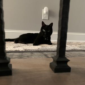 Meet your Posher, Cynthia